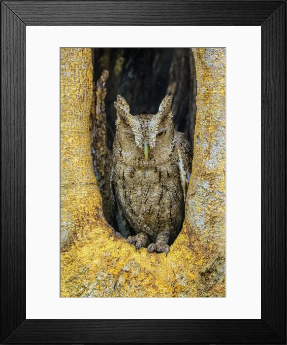 Framed Print : Pacific screech owl (Megascops cooperi) In nest cavity, Orotina, Alajuela, Costa Rica Framed Print : Pacific screech owl (Megascops cooperi) In nest cavity, Orotina, Alajuela, Costa Rica