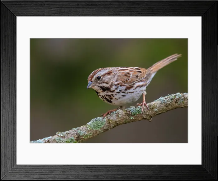 Framed Print : Song Sparrow (Melospiza melodia), Ontario, Canada Framed Print : Song Sparrow (Melospiza melodia), Ontario, Canada