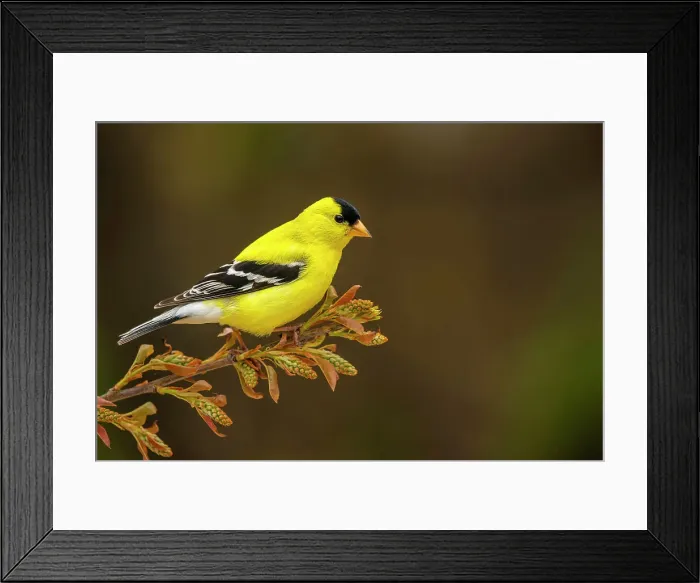 Framed Print : American Goldfinch (Spinus tristis) male, Ontario, Canada Framed Print : American Goldfinch (Spinus tristis) male, Ontario, Canada