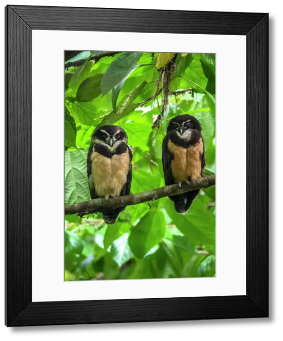 Framed Print : Spectacled owl (Pulsatrix perspicillata), Limon, Costa Rica Framed Print : Spectacled owl (Pulsatrix perspicillata), Limon, Costa Rica