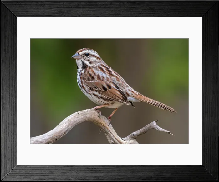 Framed Print : Song Sparrow (Melospiza melodia), Ontario, Canada Framed Print : Song Sparrow (Melospiza melodia), Ontario, Canada