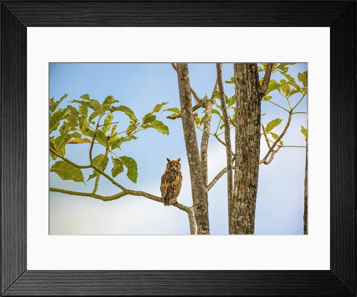 Framed Print : Striped owl (Asio clamator), Orotina, Alajuela, Costa Rica Framed Print : Striped owl (Asio clamator), Orotina, Alajuela, Costa Rica