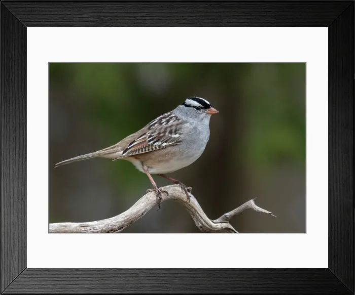 Framed Print : White-crowned Sparrow (Zonotrichia leucophrys), Ontario, Canada Framed Print : White-crowned Sparrow (Zonotrichia leucophrys), Ontario, Canada