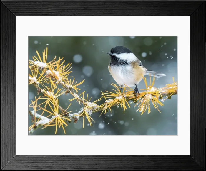 Framed Print : Black-capped Chickadee (Poecile atricapillus) in snowy conditions near Thornton Framed Print : Black-capped Chickadee (Poecile atricapillus) in snowy conditions near Thornton