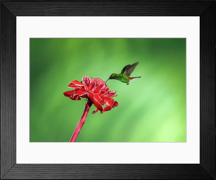 Framed Print : Coppery-headed Emerald (Elvira cupreiceps), Catarata del Toro, Bajos Del Toro Amarillo, Alajuela, Costa Rica