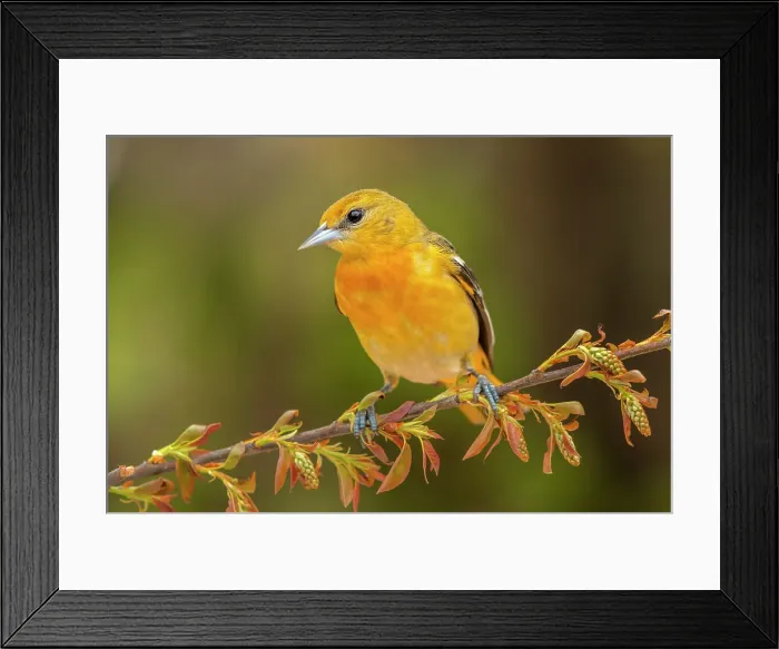Framed Print : Baltimore Oriole (Icterus galbula) female, Ontario, Canada Framed Print : Baltimore Oriole (Icterus galbula) female, Ontario, Canada
