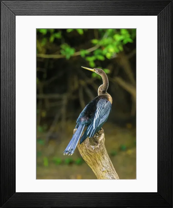 Framed Print : Anhinga (Anhinga anhinga) Male, Los Chiles, Alajuela, Costa Rica Framed Print : Anhinga (Anhinga anhinga) Male, Los Chiles, Alajuela, Costa Rica