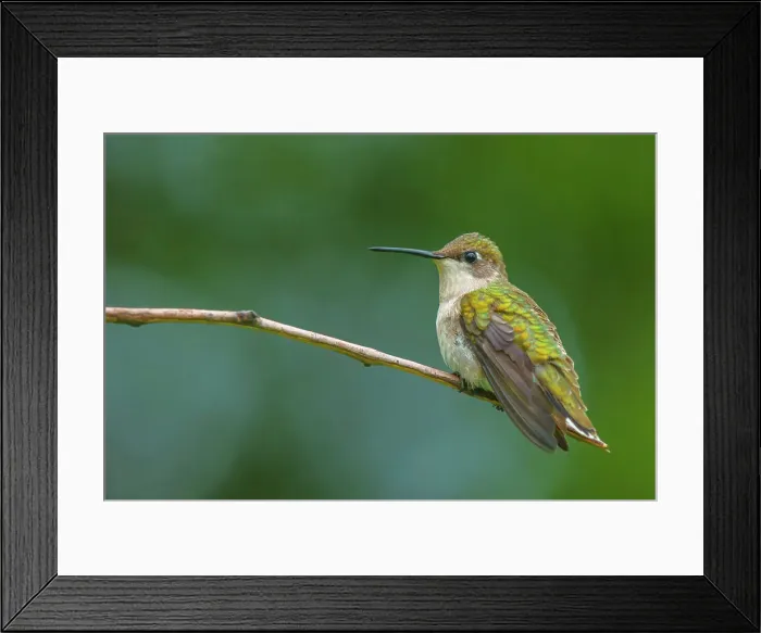 Framed Print : Ruby-throated Hummingbird (Archilochus colubris) female, Ontario, Canada Framed Print : Ruby-throated Hummingbird (Archilochus colubris) female, Ontario, Canada