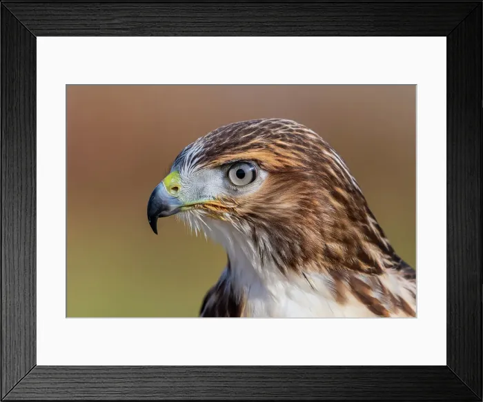 Framed Print : Red-tailed Hawk (Buteo jamaicensis) juvenile - captive bred, Ontario, Canada Framed Print : Red-tailed Hawk (Buteo jamaicensis) juvenile - captive bred, Ontario, Canada
