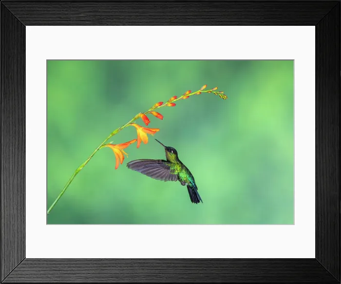 Framed Print : fiery-throated hummingbird (Panterpe insignis), Paraiso Quetzal, San Jose, Costa Rica Framed Print : fiery-throated hummingbird (Panterpe insignis), Paraiso Quetzal, San Jose, Costa Rica