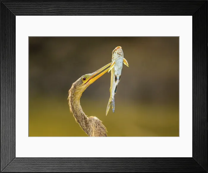 Framed Print : Anhinga (Anhinga anhinga) Female with captured fish on the Tarcoles River, Rio Tarcoles, Tarcoles, Puntarenas, Costa Rica Framed Print : Anhinga (Anhinga anhinga) Female with captured fish on the Tarcoles River, Rio Tarcoles, Tarcoles, Puntarenas, Costa Rica