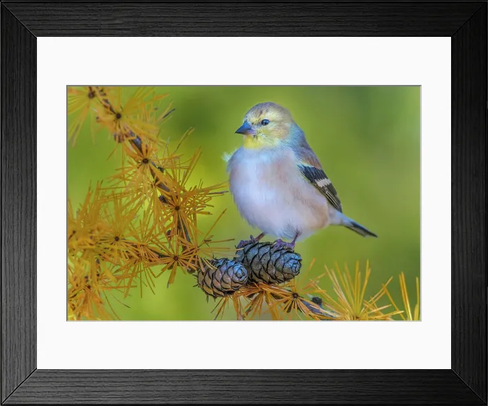 Framed Print : American Goldfinch (Spinus tristis), Ontario, Canada Framed Print : American Goldfinch (Spinus tristis), Ontario, Canada