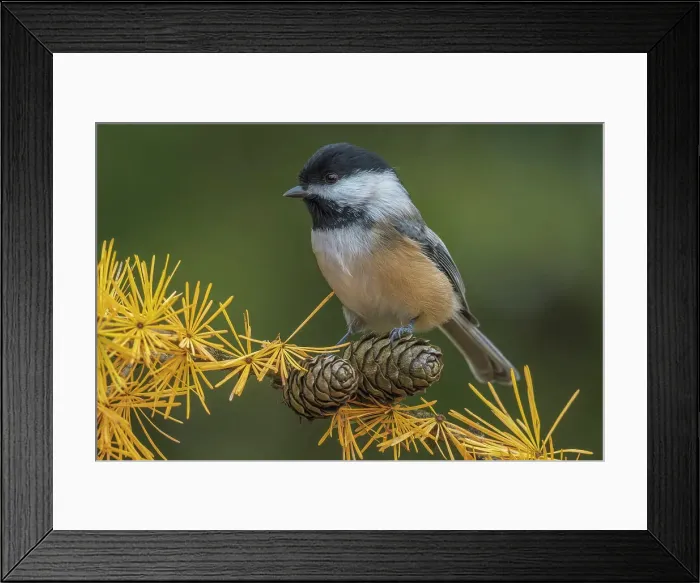 Framed Print : Black-capped Chickadee (Poecile atricapillus) in an autumn Tamarack Tree, Thornton, Ontario, Canada Framed Print : Black-capped Chickadee (Poecile atricapillus) in an autumn Tamarack Tree, Thornton, Ontario, Canada