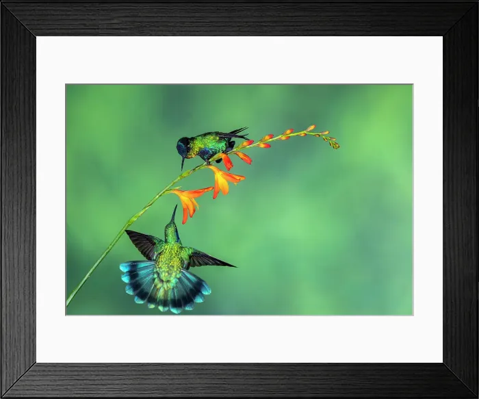Framed Print : fiery-throated hummingbird (Panterpe insignis), Paraiso Quetzal, San Jose, Costa Rica Framed Print : fiery-throated hummingbird (Panterpe insignis), Paraiso Quetzal, San Jose, Costa Rica