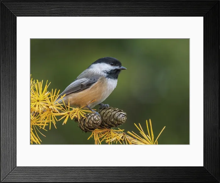 Framed Print : Black-capped Chickadee (Poecile atricapillus), Ontario, Canada Framed Print : Black-capped Chickadee (Poecile atricapillus), Ontario, Canada