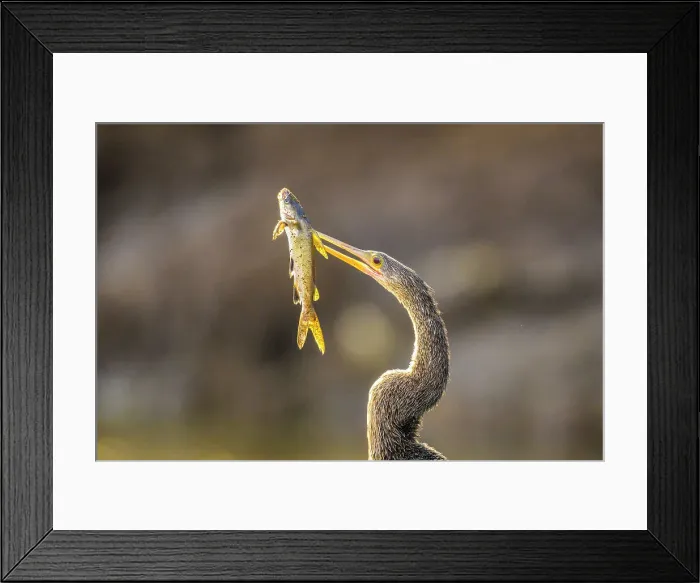 Framed Print : Anhinga (Anhinga anhinga) Female with captured fish on the Tarcoles River, Rio Tarcoles, Tarcoles, Puntarenas, Costa Rica Framed Print : Anhinga (Anhinga anhinga) Female with captured fish on the Tarcoles River, Rio Tarcoles, Tarcoles, Puntarenas, Costa Rica