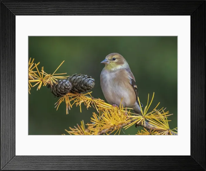 Framed Print : American Goldfinch (Spinus tristis) in winter plumage, Ontario, Canada Framed Print : American Goldfinch (Spinus tristis) in winter plumage, Ontario, Canada