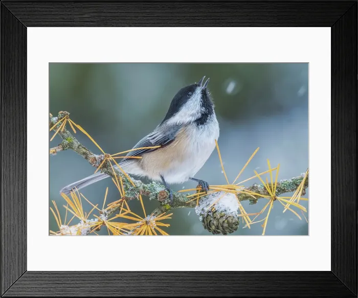 Framed Print : Black-capped Chickadee (Poecile atricapillus), Ontario, Canada Framed Print : Black-capped Chickadee (Poecile atricapillus), Ontario, Canada