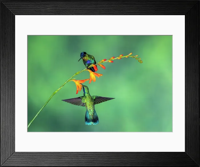 Framed Print : fiery-throated hummingbird (Panterpe insignis), Paraiso Quetzal, San Jose, Costa Rica