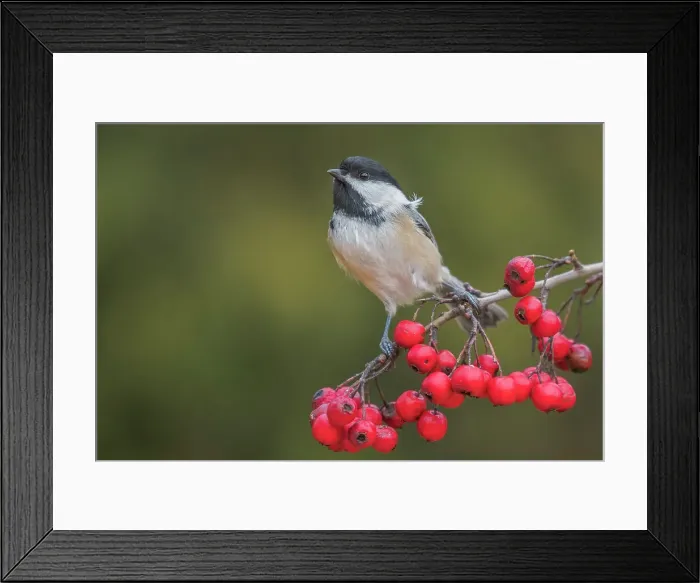 Framed Print : Black-capped Chickadee (Poecile atricapillus), Thornton, Ontario, Canada Framed Print : Black-capped Chickadee (Poecile atricapillus), Thornton, Ontario, Canada
