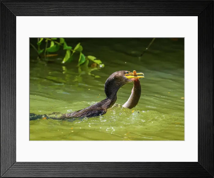 Framed Print : Neotropic Cormorant Phalacrocorax brasilianus) swallowing captured fish, Rio Frio, Los Chiles, Alajuela, Costa Rica Framed Print : Neotropic Cormorant Phalacrocorax brasilianus) swallowing captured fish, Rio Frio, Los Chiles, Alajuela, Costa Rica