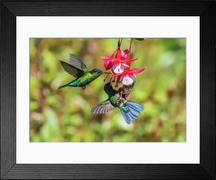 Framed Print : fiery-throated hummingbird (Panterpe insignis), Paraiso Quetzal, San Jose, Costa Rica Framed Print : fiery-throated hummingbird (Panterpe insignis), Paraiso Quetzal, San Jose, Costa Rica