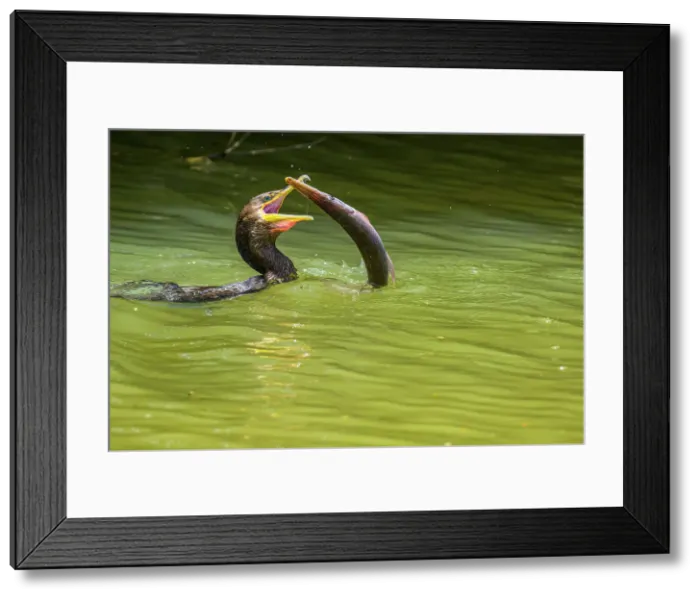 Framed Print : Neotropic Cormorant Phalacrocorax brasilianus) swallowing captured fish, Rio Frio, Los Chiles, Alajuela, Costa Rica Framed Print : Neotropic Cormorant Phalacrocorax brasilianus) swallowing captured fish, Rio Frio, Los Chiles, Alajuela, Costa Rica