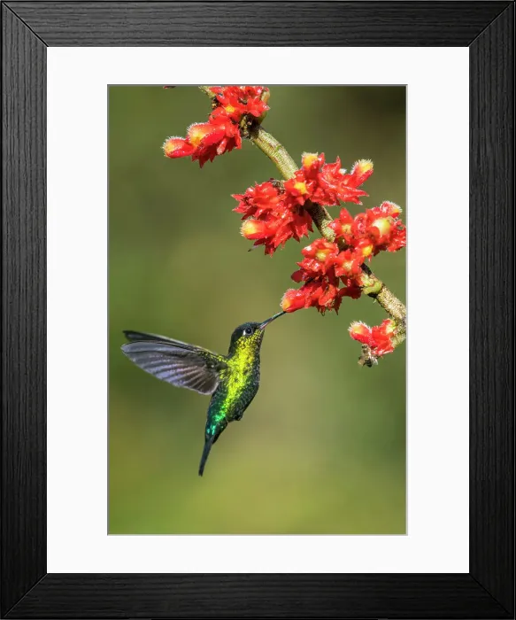Framed Print : fiery-throated hummingbird (Panterpe insignis), Paraiso Quetzal, San Jose, Costa Rica Framed Print : fiery-throated hummingbird (Panterpe insignis), Paraiso Quetzal, San Jose, Costa Rica