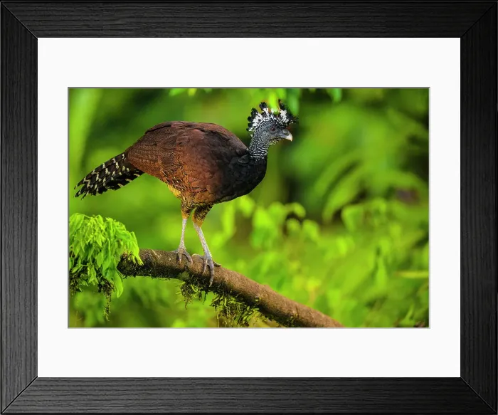 Framed Print : Great curassow (Crax rubra), Arenal Observatory Lodge, La Fortuna, Alajuela, Costa Rica Framed Print : Great curassow (Crax rubra), Arenal Observatory Lodge, La Fortuna, Alajuela, Costa Rica