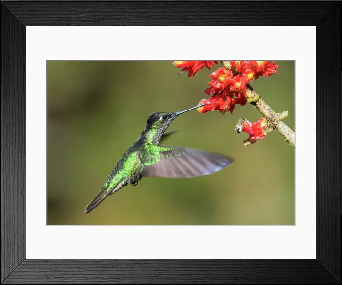 Framed Print : fiery-throated hummingbird (Panterpe insignis), Paraiso Quetzal, San Jose, Costa Rica Framed Print : fiery-throated hummingbird (Panterpe insignis), Paraiso Quetzal, San Jose, Costa Rica