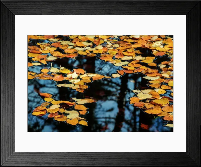 Framed Print : Fallen birch leaves with forest reflection in woodland pond, Lake Superior Provincial Park, Ontario, Canada