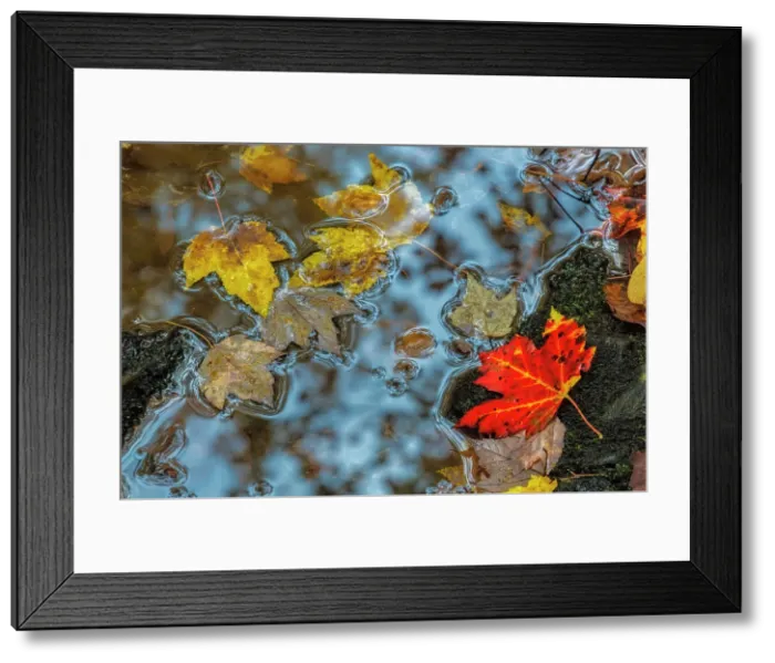 Framed Print : Autumn leaves in puddle, Muskoka, Ontario, Canada Framed Print : Autumn leaves in puddle, Muskoka, Ontario, Canada