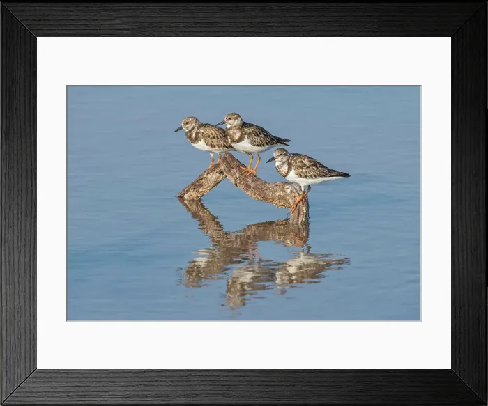 Framed Print : A trio of Ruddy Turnstone (Arenaria interpres), Cayman Brac, Cayman Islands, British West Indies Framed Print : A trio of Ruddy Turnstone (Arenaria interpres), Cayman Brac, Cayman Islands, British West Indies