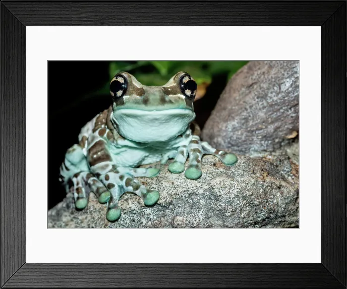 Framed Print : Amazon Milk Frog (Trachycephalus resinifictrix) - captive, Ontario, Canada Framed Print : Amazon Milk Frog (Trachycephalus resinifictrix) - captive, Ontario, Canada
