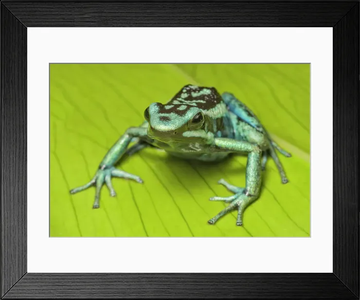 Framed Print : Ameerega basserli - captive bred, Ontario, Canada Framed Print : Ameerega basserli - captive bred, Ontario, Canada