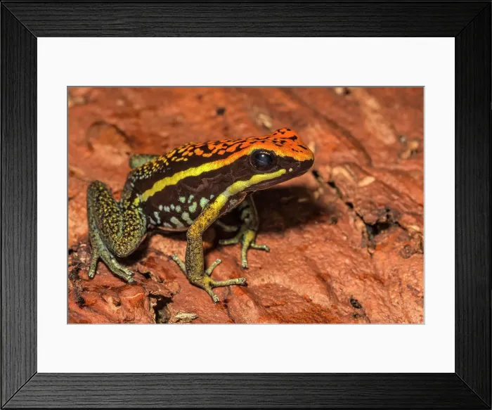 Framed Print : Ameerega pepperi - captive bred, Ontario, Canada Framed Print : Ameerega pepperi - captive bred, Ontario, Canada