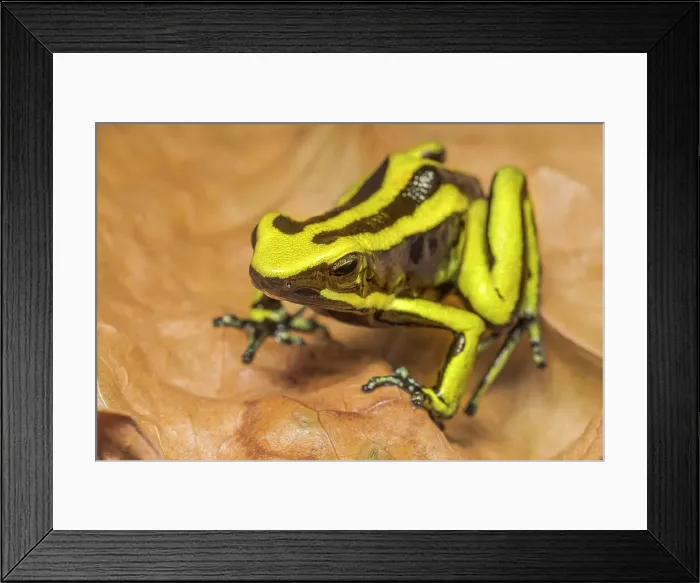 Framed Print : Ameerega trivittata - captive bred, Ontario, Canada Framed Print : Ameerega trivittata - captive bred, Ontario, Canada