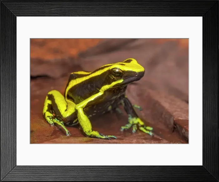Framed Print : Ameerega trivittata - captive bred, Ontario, Canada Framed Print : Ameerega trivittata - captive bred, Ontario, Canada