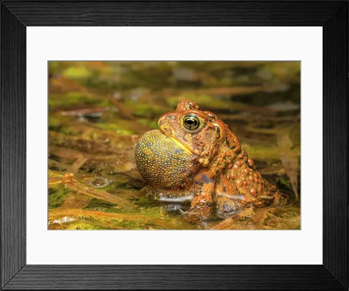Framed Print : American Toad (Anaxyrus americanus) with vocal sac inflated while chorusing in a vernal pond at night, Thornton, Ontario, Canada Framed Print : American Toad (Anaxyrus americanus) with vocal sac inflated while chorusing in a vernal pond at night, Thornton, Ontario, Canada