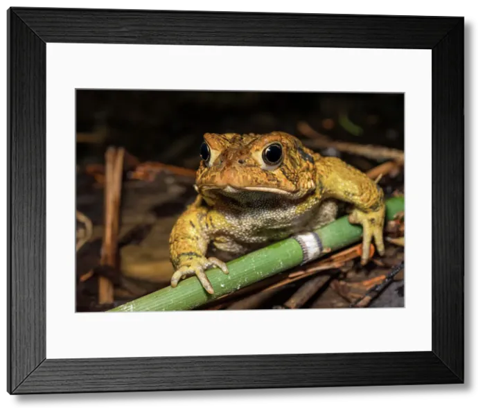 Framed Print : American Toad (Anaxyrus americanus) in a vernal pond at night, Thornton, Ontario, Canada