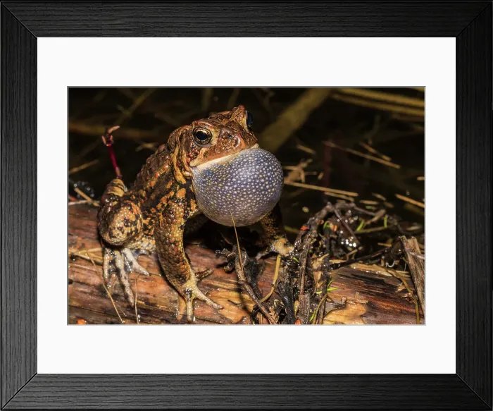 Framed Print : American Toad (Anaxyrus americanus) with vocal sac inflated while chorusing in a vernal pond at night, Thornton, Ontario, Canada Framed Print : American Toad (Anaxyrus americanus) with vocal sac inflated while chorusing in a vernal pond at night, Thornton, Ontario, Canada