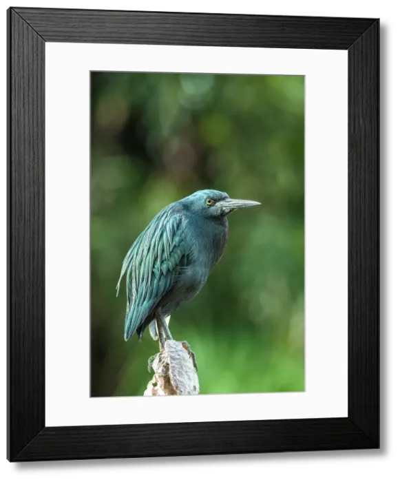 Framed Print : Green Heron with aberrant plumage on the island of Cayo Santa Maria in Cuba's Jardines del rey archipelago a UNESCO World Biosphere Framed Print : Green Heron with aberrant plumage on the island of Cayo Santa Maria in Cuba's Jardines del rey archipelago a UNESCO World Biosphere