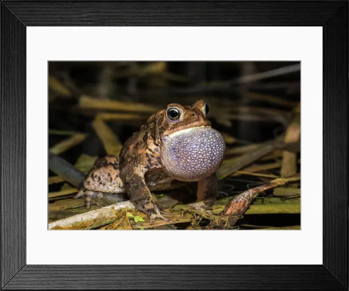 Framed Print : American Toad (Anaxyrus americanus) with vocal sac inflated while chorusing in a vernal pond at night, Thornton, Ontario, Canada Framed Print : American Toad (Anaxyrus americanus) with vocal sac inflated while chorusing in a vernal pond at night, Thornton, Ontario, Canada
