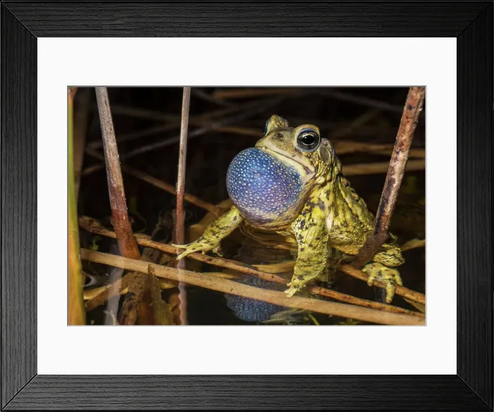 Framed Print : American Toad (Anaxyrus americanus) with vocal sac inflated while chorusing in a vernal pond at night, Thornton, Ontario, Canada Framed Print : American Toad (Anaxyrus americanus) with vocal sac inflated while chorusing in a vernal pond at night, Thornton, Ontario, Canada
