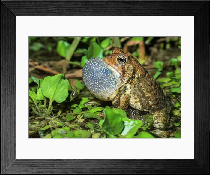 Framed Print : American Toad (Anaxyrus americanus) with vocal sac inflated while chorusing in a vernal pond at night, Thornton, Ontario, Canada Framed Print : American Toad (Anaxyrus americanus) with vocal sac inflated while chorusing in a vernal pond at night, Thornton, Ontario, Canada