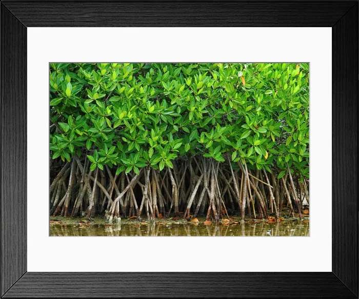 Framed Print : Mangroves in the Jardines del Rey archipelago on Cayo Guillermo near Moron, Ciego de Avila, Cuba Framed Print : Mangroves in the Jardines del Rey archipelago on Cayo Guillermo near Moron, Ciego de Avila, Cuba