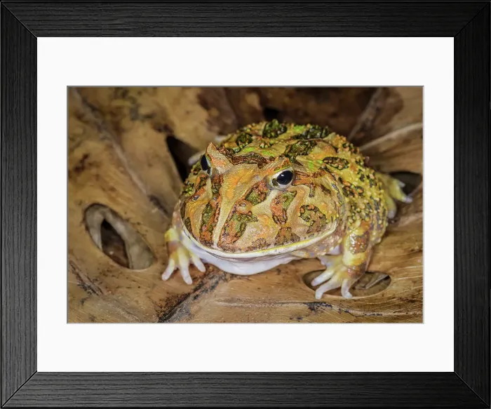 Framed Print : Argentine horned frog (Ceratophrys ornata) - captive bred, Ontario, Canada Framed Print : Argentine horned frog (Ceratophrys ornata) - captive bred, Ontario, Canada