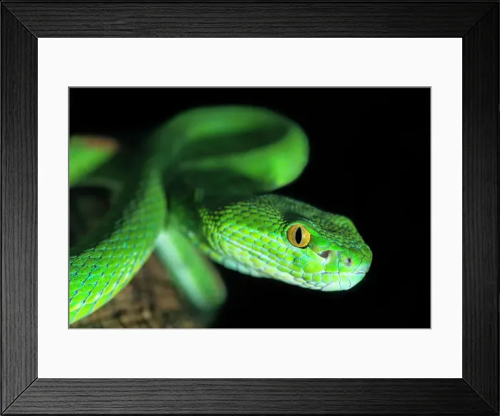 Framed Print : White-lipped Viper (Trimeresurus albolabris) -captive, Ontario, Canada Framed Print : White-lipped Viper (Trimeresurus albolabris) -captive, Ontario, Canada