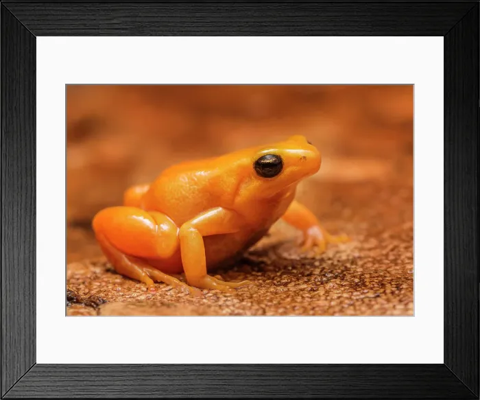 Framed Print : Golden Mantella (Mantella aurantiaca) - captive, Ontario, Canada Framed Print : Golden Mantella (Mantella aurantiaca) - captive, Ontario, Canada