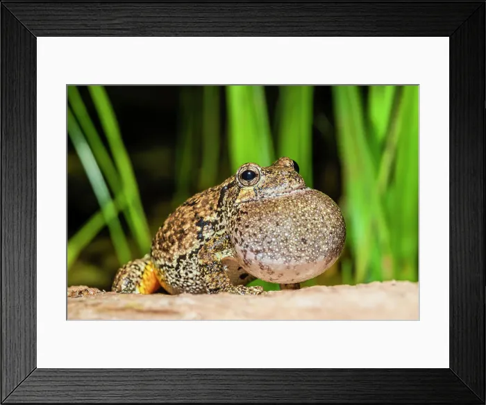 Framed Print : Gray Tree Frog (Dryophytes versicolor) with vocal sac fully inflated while calling during spring breeding season, Thornton, Ontario, Canada Framed Print : Gray Tree Frog (Dryophytes versicolor) with vocal sac fully inflated while calling during spring breeding season, Thornton, Ontario, Canada